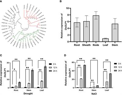 OsOLP1 contributes to drought tolerance in rice by regulating ABA biosynthesis and lignin accumulation
